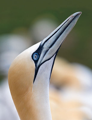 Northern Gannet