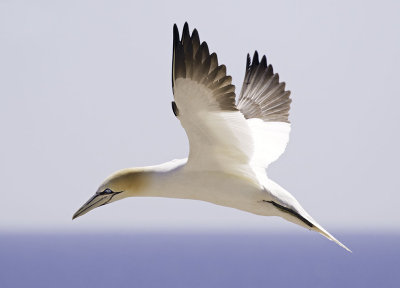 Northern Gannet