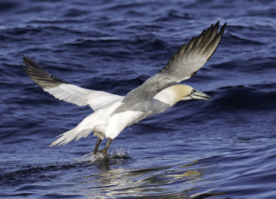 Northern Gannet