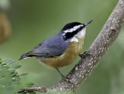 Red-breasted Nuthatch (M)