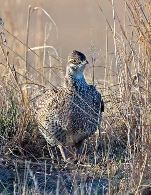 Sharp-tailed Grouse (F)