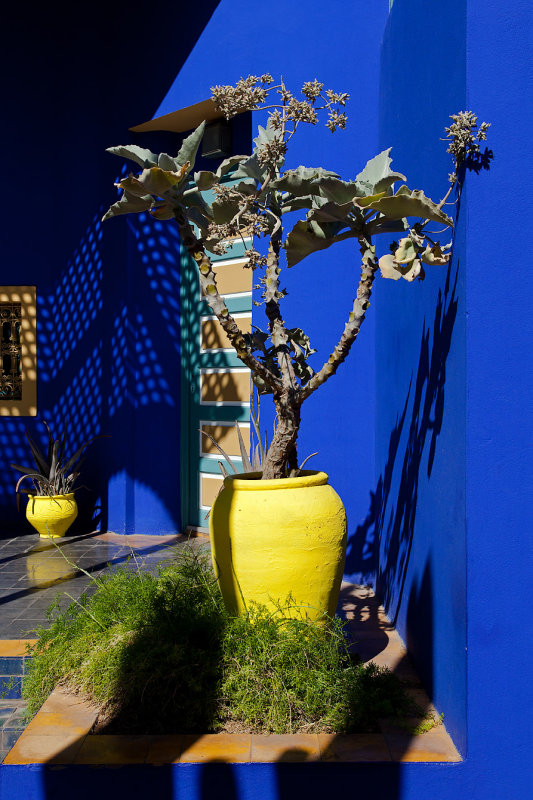 Majorelle Gardens: Deep Cobalt Blue and Plants