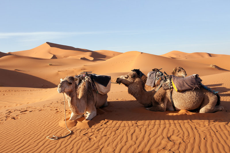 Camels