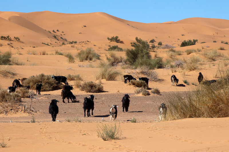 Life in Desert