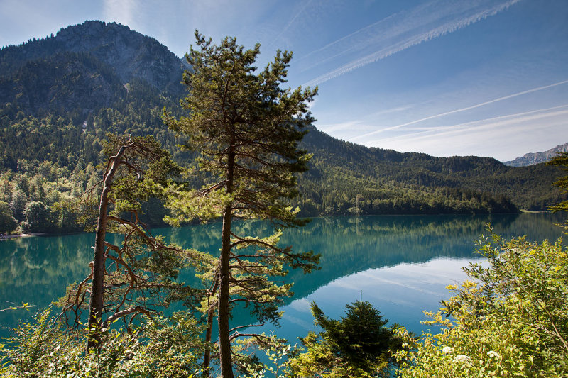 Pines and Alpsee