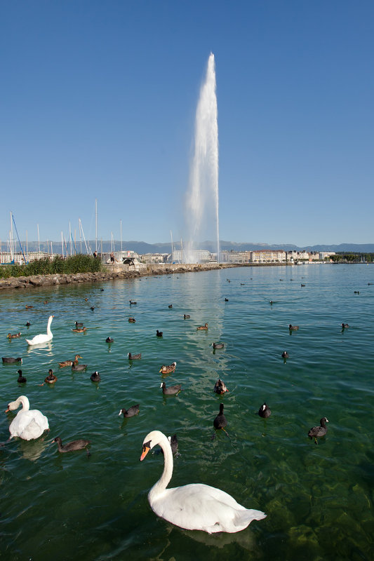 Lake Geneva: Swans and Jet d'Eau