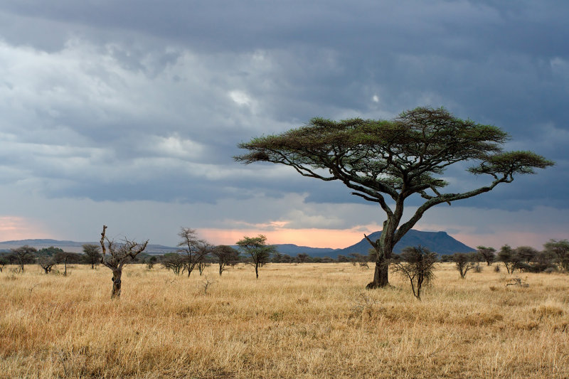 Serengeti Evening