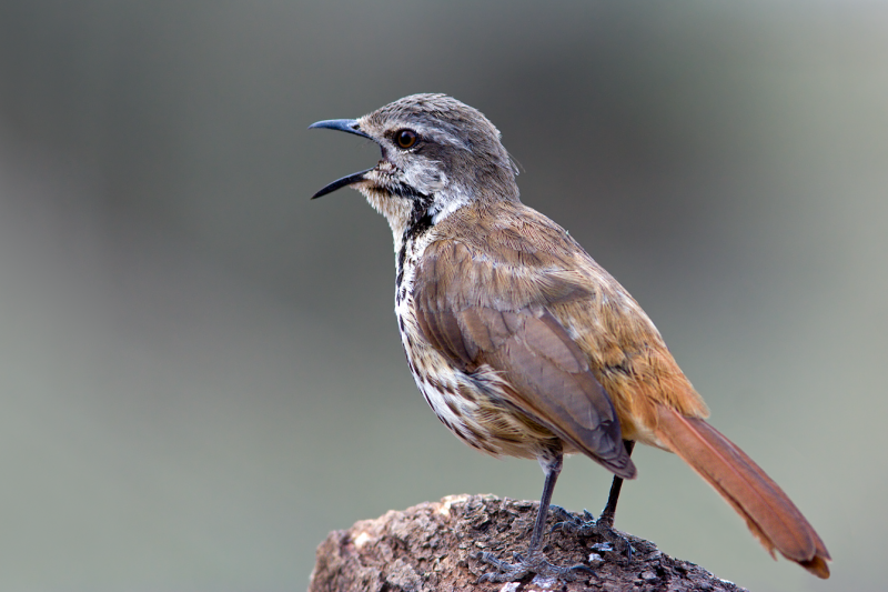 Spotted Morning-Thrush