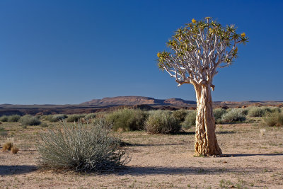 Quiver Tree and Bush