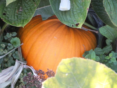 addy_s_pumkin_patch