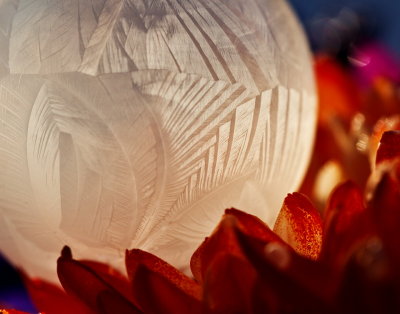 flower 2 11 14.jpg