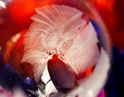 frozen flowers 11 14.jpg