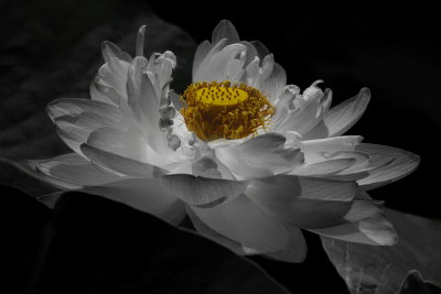 IMG_4006_1.jpg