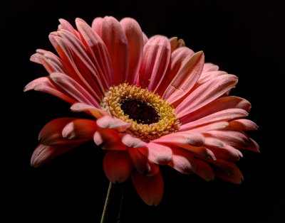 dasy pink_1.jpg