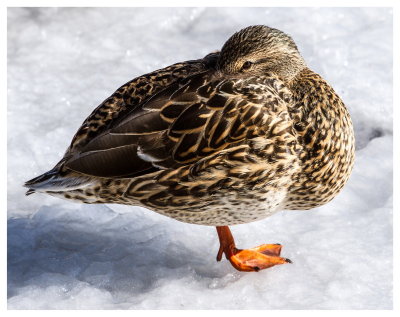 duck on one foot  on the ice _1.jpg