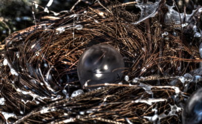 nest snow bird egg_1.jpg