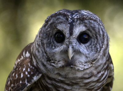 owl 3_1.jpg