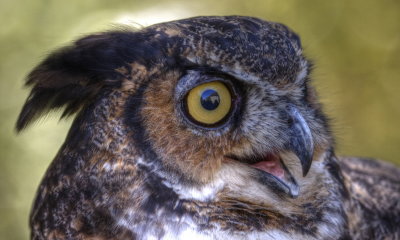 owl 6_1.jpg