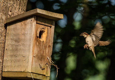 returning sparrow male_1.jpg