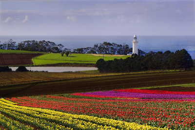 Tulips, Tasmania