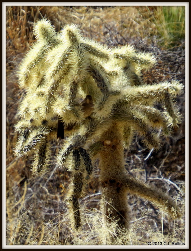 IMG_1030 Jumping Cholla Cactus