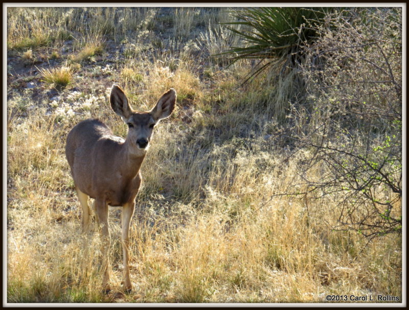 IMG_3873 Mule Deer