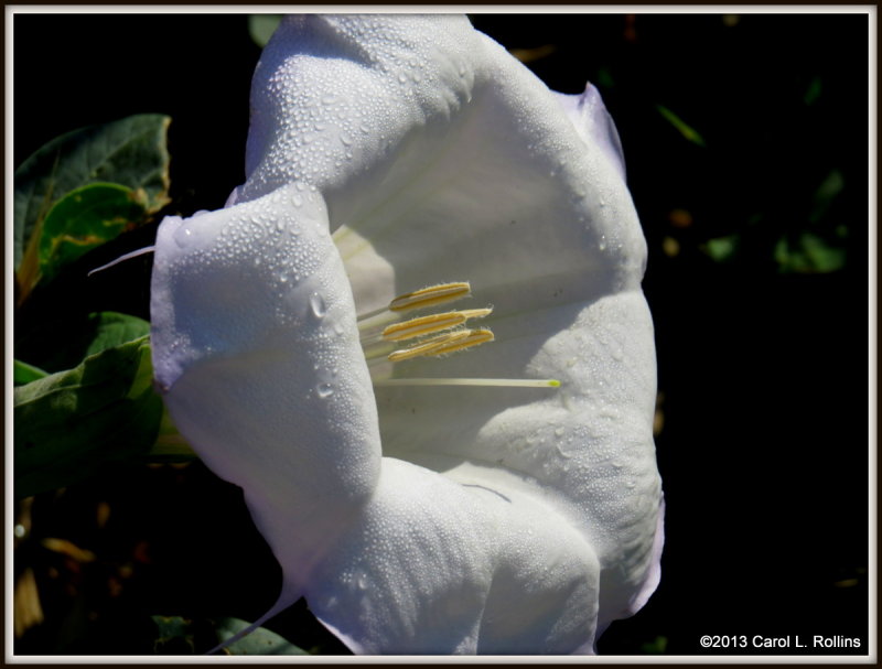 IMG_6805 Sacred Datura