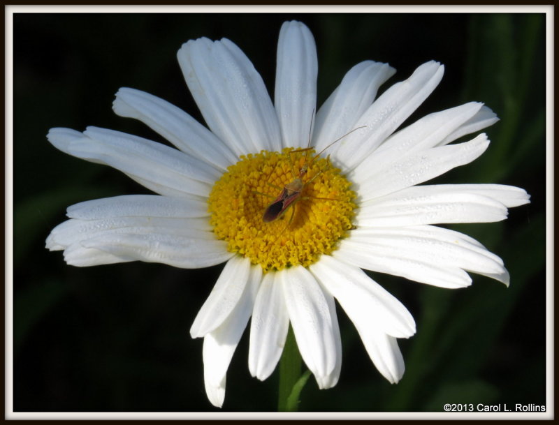 IMG_6888 Assassin Bug