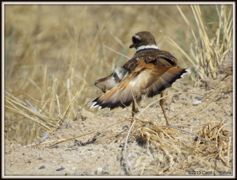 IMG_7594 Killdeer