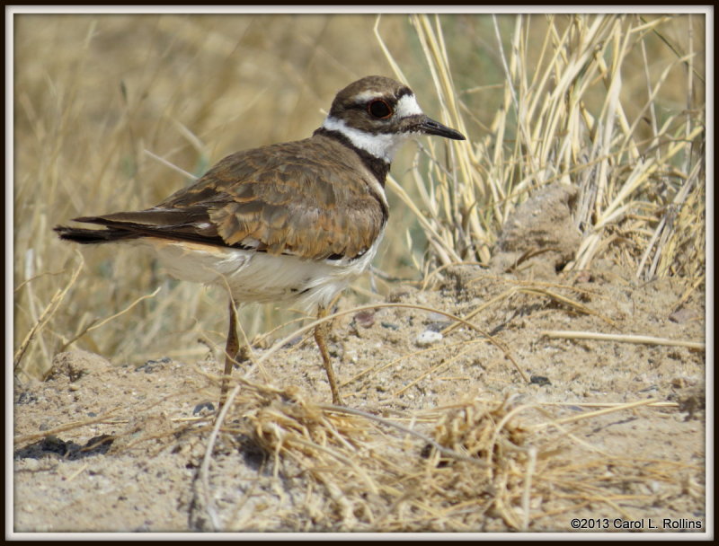 IMG_7599 Killdeer
