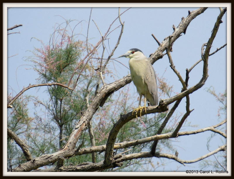 IMG_7536 Black-crowned Night Heron