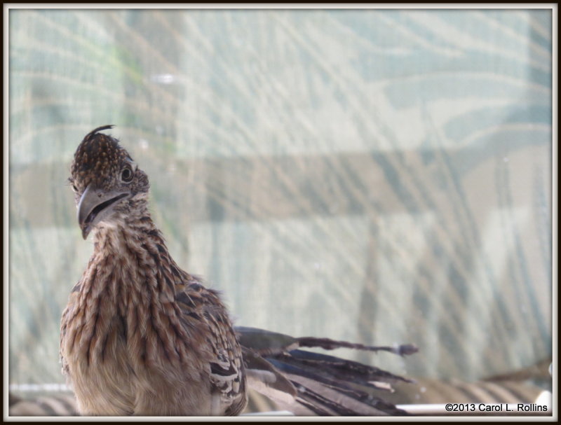 Roadrunner At My Window