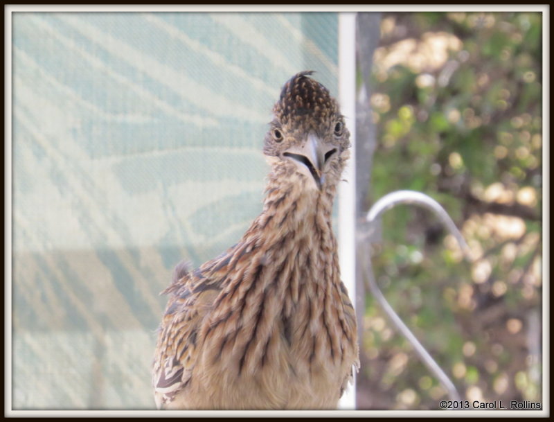 Roadrunner At My Window