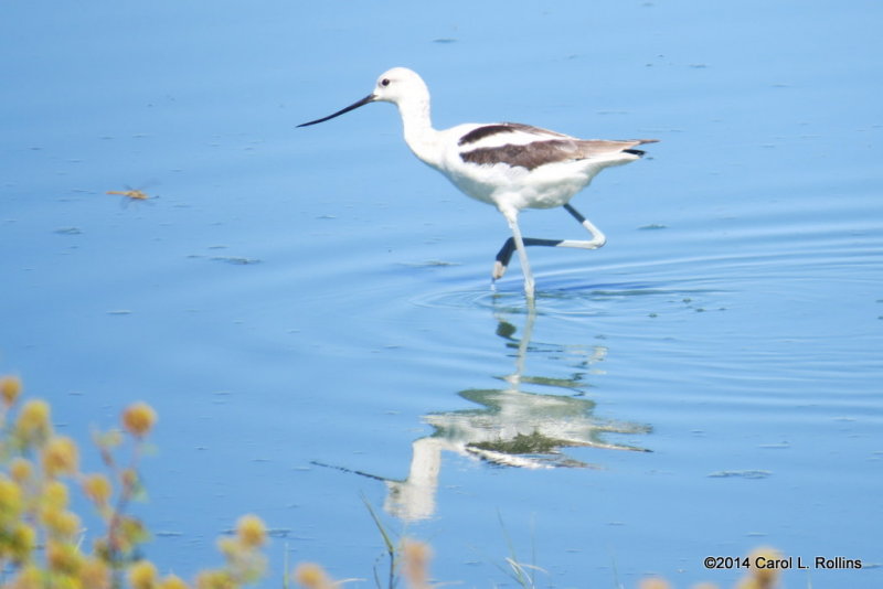 American Avocet 4894