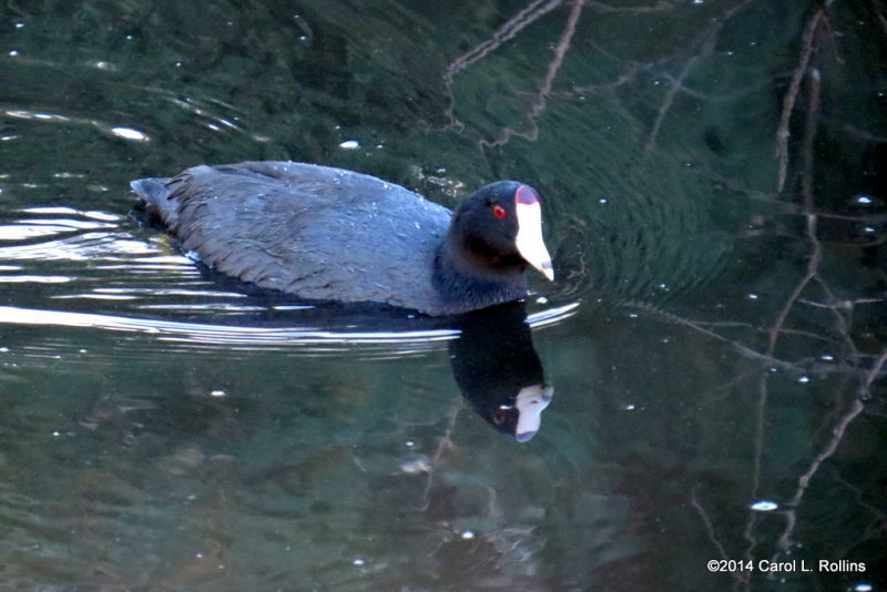 American Coot 5057