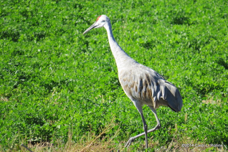Sandhill Crane 5282