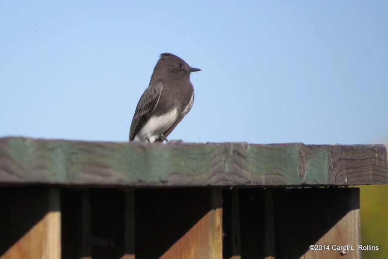 Black Phoebe 5433