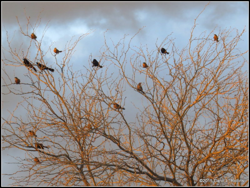 Mostly Grackles