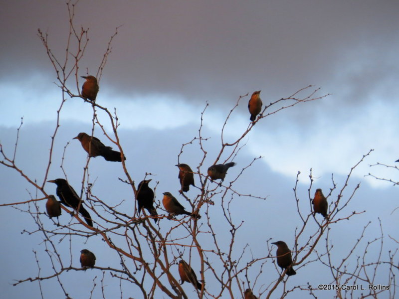 Grackles at Sundown