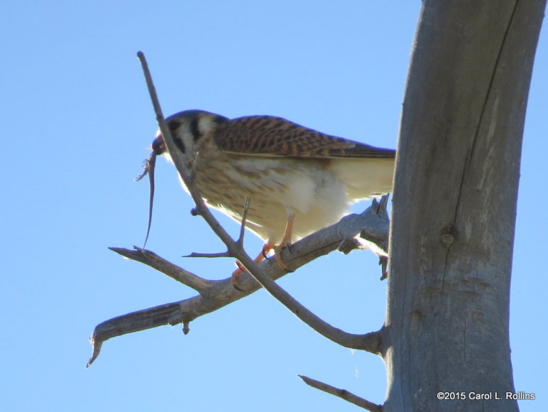 American Kestrel  0138