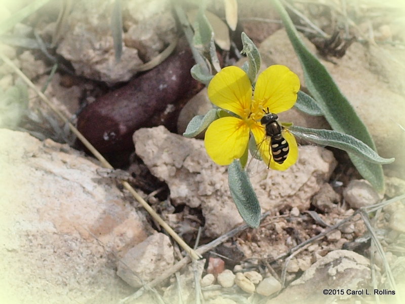 Bladderpod with Flower Fly   P4031943