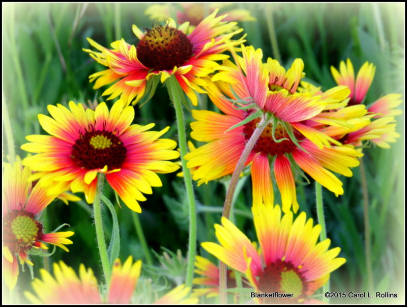 Blanketflower    0393