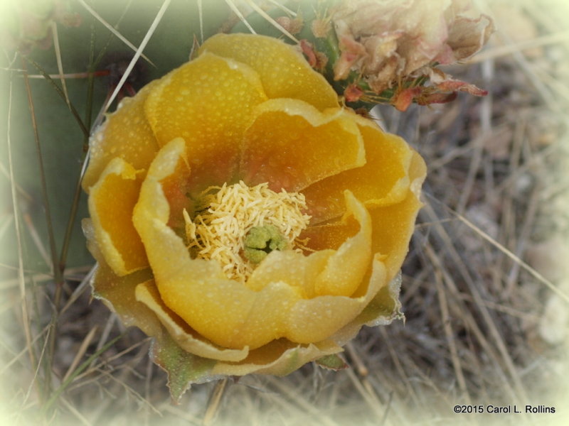 Prickly Pear     P5022469