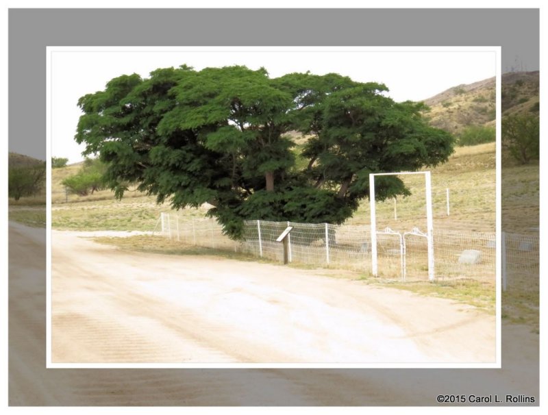 My Favorite Tree     IMG_1464