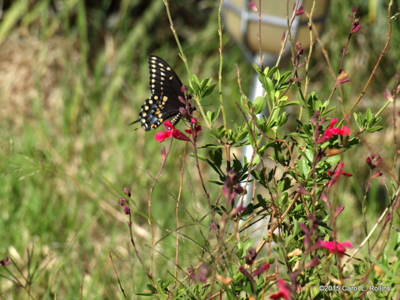 Black Swallowtail     P6142813