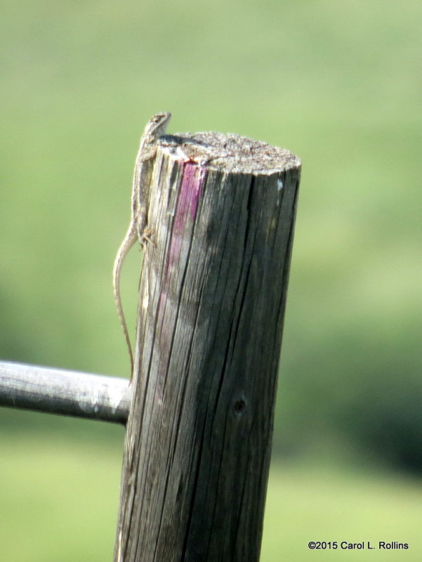 Lizard     IMG_3688