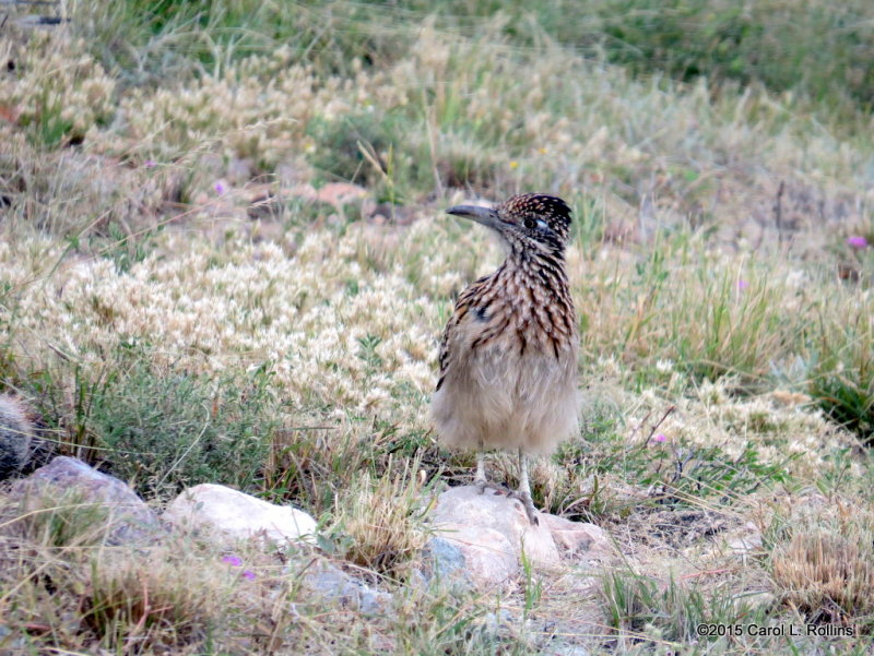 Greater Roadrunner     IMG_5118