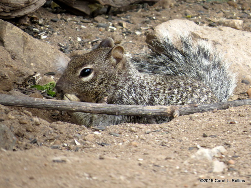 Rock Squirrel      IMG_4956