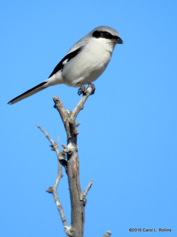 01 14 2016 Loggerhead Shrike