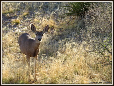 IMG_3873 Mule Deer